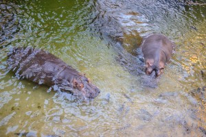 Wroclaw Afrykarium hipopotamy 300x200 Wroclaw Afrykarium hipopotamy