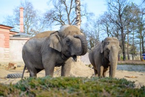 Zoo Wroclaw slonie 300x200 Zoo Wroclaw slonie